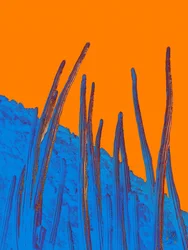 Blå kaktus, orange himmel
