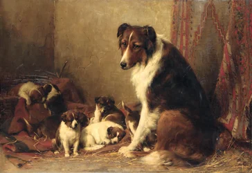 En collie med sine hvalpe