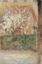 Hvidt blomstrende træ i forhaven