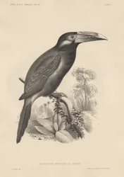Selenidera Spectabilis, litho af Bowen und Co., 1850