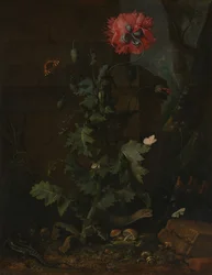 Stilleben med valmue, insekter og krybdyr, ca. 1670.