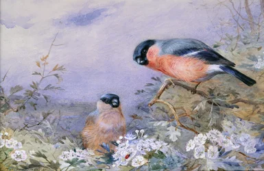 Et par bullfinker blandt blomsten