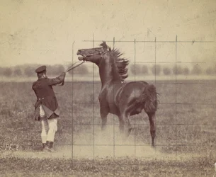 Hest, 1884.