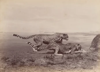 [To geparder], 1888.