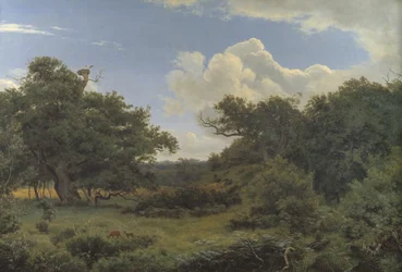 Oak Trees in Nordskoven near Jægerspris, Zealand