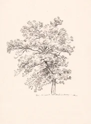 Træ ved Fredensborg
