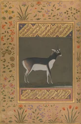Sortbuk, folio fra Shah Jahan-albummet, recto: ca. 1615-20, verso: ca. 1530-50.