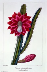 Cactus, pub. 1836.