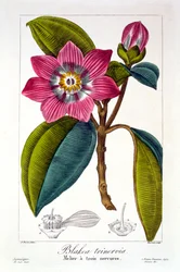 Melier, pub. 1836.