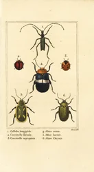 Callidium longipes 1, mariehøns, Jauravia dorsalis 2, Coccinella septempunctata 3, loppebiller, Altica cincta 4, Altica emarginata 5 og Altica chrysis 6