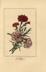 Nellik eller nelliker pink, oillet, Dianthus caryophyllus