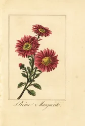 Kinaaster, reine marguerite, Callistephus chinensis