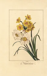 Påskelilje varianter, Narcisse, Narcissus poeticus og Narcissus pseudonarcissus