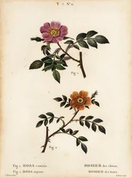 Hunderose, Rosa canina, Rosier des Chiens 1, og småbladet sød-briar, Rosa sepium, Rosa agrestis, Rosier des Haies 2