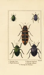 Hundebille, Chrysochus auratus 1, Hoplia argentea 2, banksia juvelbille, Cyrioides imperialis 3, Eumolpus fulgidus 4 og Eumolpus surinamensis 5