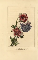 Hybrid valmueanemone, Anemone coronaria