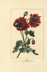 Hybrid sort af valmue, pavot, Papaver rhoeas