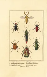 Lampyris-bille, rovbille, Staphylinus erythropterus 2, Staphylinus-art 3, Ampedus sanguineus 4, Silpha pedemonta 5, Temnoscheila virescens 6 og rosenskive, Cetonia aurata 7