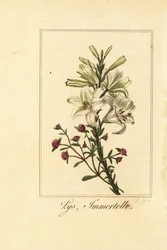 Lilje og rød evighed, Lys og immortelle, Lily hvid og Helichrysum sanguineum