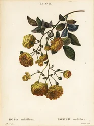 Multiflora rose eller japansk rose, Rosa multiflora, Rosier multifore