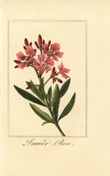 Oleander, Laurier rose, Nerium oleander