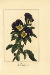 Stedmoderblomst, Pensee, Viola tricolor var.