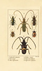 Spansk fluebille, Lytta vesicatoria 1, hvepsebille, Clytus arietis 2, Altica equinoctialis 3, Clytra quadripunctata 4, langhornsbiller, Chlorida festiva 5 og Trachyderes succinctus 6