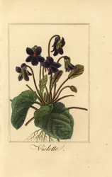 Sød viol, Violette, duftende viol