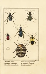 Tigerbiller, Cicindela sinuata 1, Cicindela campestris 2, Cicindela sexguttata 3, Nitidula sanguinolenta 4, varieret tæppebille, Telephore flavipede 5, Anthrenus verbasci 6