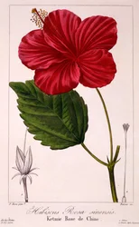 Hibiscus rosa-sinensis, 1836 (håndfarvet gravering)