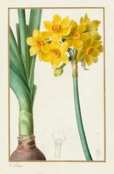 Polyanthus eller Cluster Narcissus Botanisk: Narcissus tazetta, 1836.