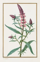 Uden titel, 1828-1835.