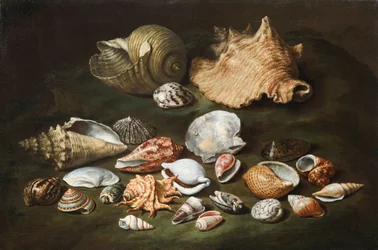 "Stilleben med skaller" Maleri af Paolo Porpora (1617-1673), - Olie på lærred, størrelse 44,5x67 cm Fondation Custodia