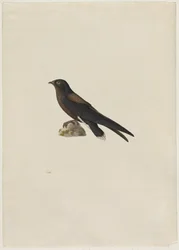 Tornhalesejler (Hirundapus caudaculus)