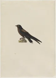 Pighalet sejler, Hirundapus caudacutus, 1800-tallet.