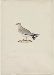 Lille Pratincole Glareola lactea, 1800-tallet.