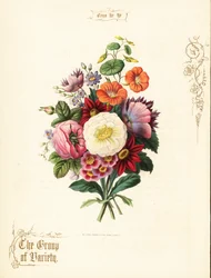 Buket af hvid rose, dahlia, nasturtium, auricula.