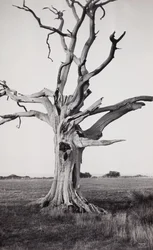 Dødt træ, Romney Marsh