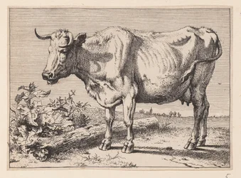 Koen med det krøllede horn, fra forskellige okser og køer
