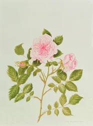 Rosa var: Gertrude Jekyll (akvarel)