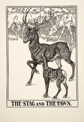 Hjorten og ungen, fra Æsops hundrede fabler, udg. 1903