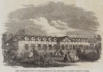 Nyt antilopehus i Zoologisk Selskabs haver, Regent