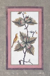 Fugle- og blomsterstudie, c.1780