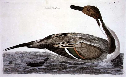 Pintail Duck (Anas acuta) pladen fra 