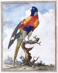 Plade VII