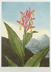 Indian Reed, indgraveret af Caldwall, fra 