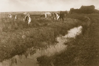 Kvæg på Marsken, ca. 1886
