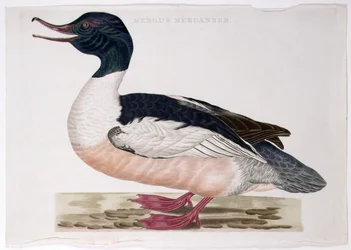 Almindelig Merganser