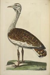 The Male Bustard, illustration fra 