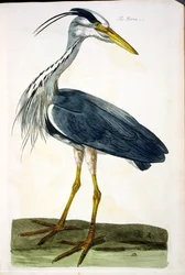 Hjejlen (Ardea cinerea) plade fra "The British Zoology, Class II: Birds", graveret af Peter Mazell (fl.1761-97) 1766